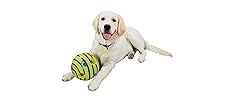 Fun for Dogs of All Ages & Sizes