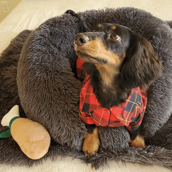 Dog bed-calming dog bed