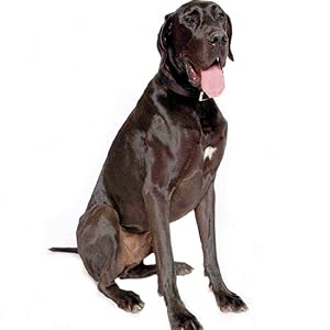 Large dogs