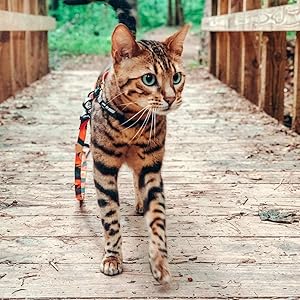 cat lteash