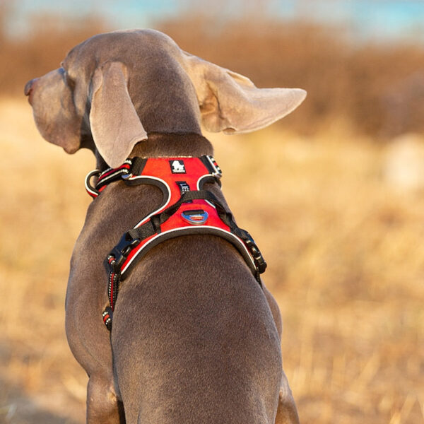 Pet Reflective No Pull Harness Adjustable Dog Vest Safety Lead Walking